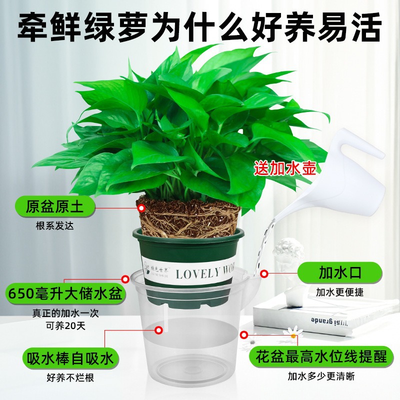 180-Color Gallon Water Storage Green Radish Potted Indoor Green Basket Long Vine Large Leaf New House Household Formaldehyde Removal Green Plant