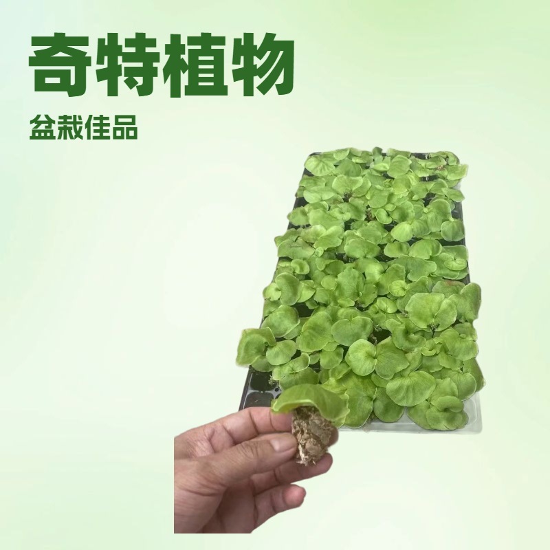 Производители поставляют азиатский мох-обезьяна, странные зеленые растения для ландшафта, рассада папоротника в горшках