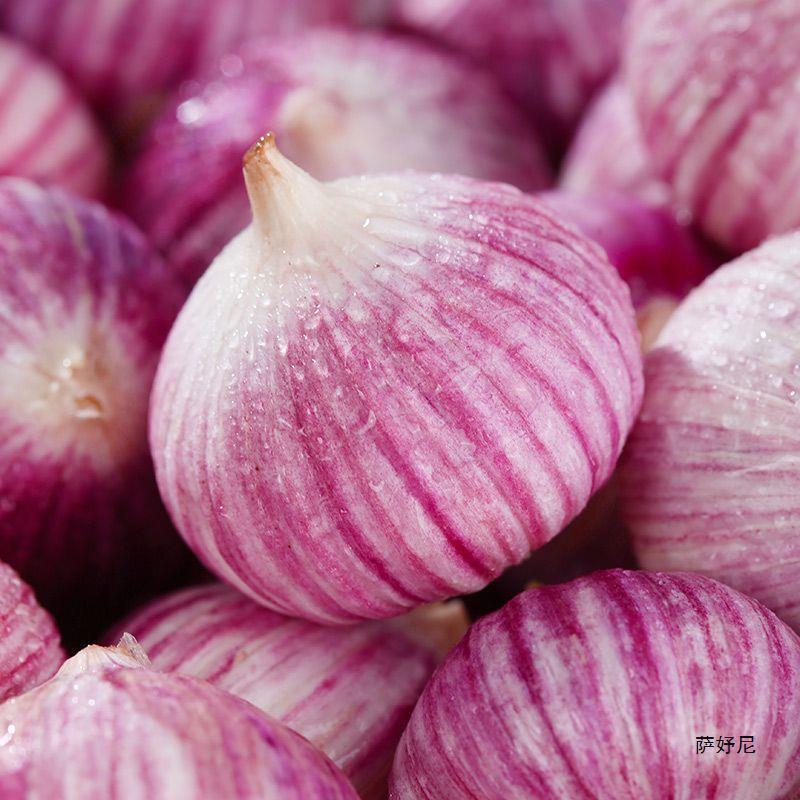 Single-Headed Garlic from Yunnan, Red-Skinned Seasonal Purple-Skinned Pickled 10 Pounds of Garlic, Farm-Fresh Garlic Bulbs, Single-Headed Garlic, New Garlic, Dried