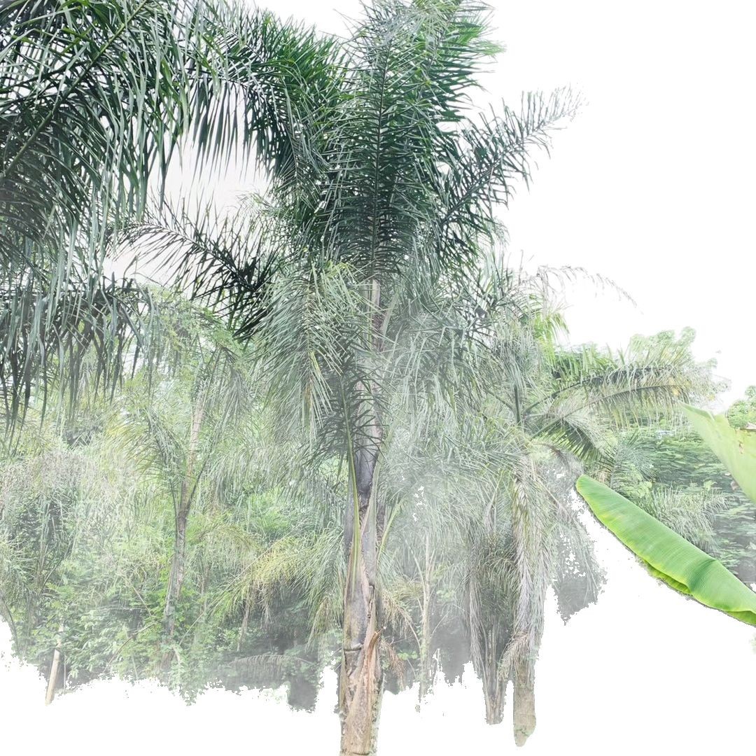 Queen Kwai Direct Supply from the Place of Origin Fujian Queen Kwai Price Queen Kwai Base Jinshan Kwai Quote