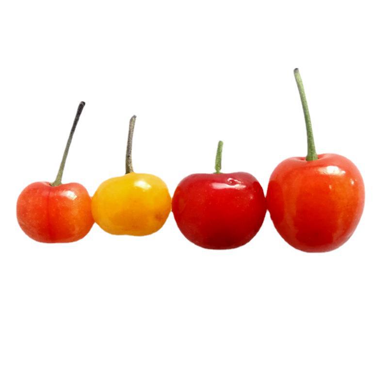 Southern Cherry Seedlings [20 Plants or More, Free Shipping] Hongfei Southern Large Cherry Cherry New Variety Base