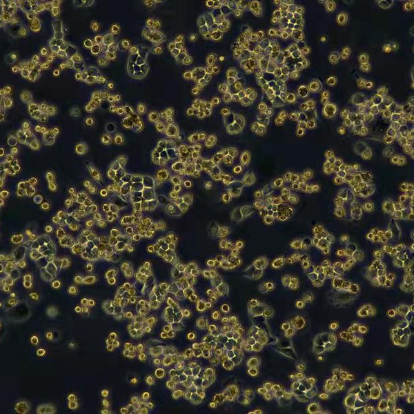 Meisenctcc Meisen шейная аденокарцинома человека, штам, устойчивый к цисплатину Hela S3/Ddp