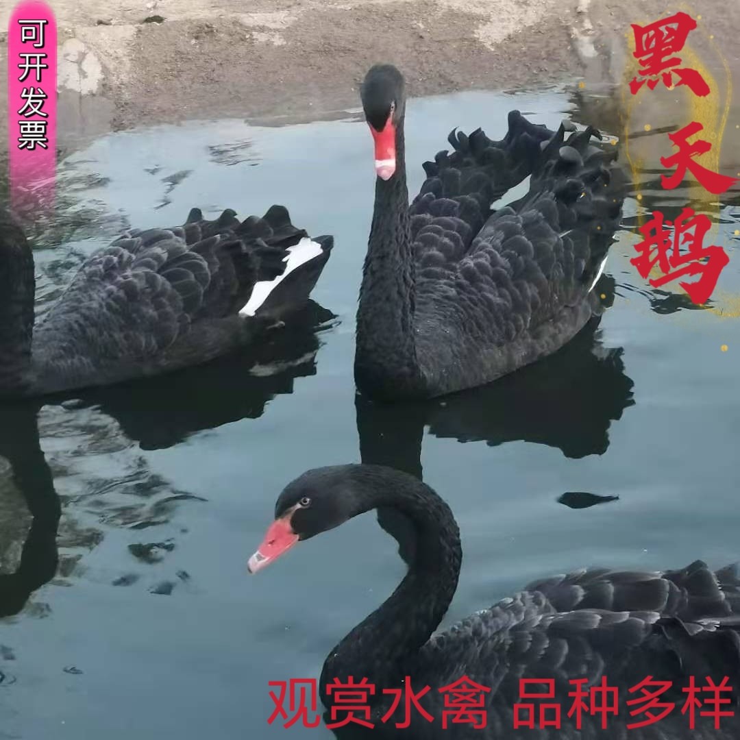 A Pair of Purebred Adult Black Swans for Live Ornamental Purposes, Price for a Single Adult Black Swan Available for Purchase, Jinhe
