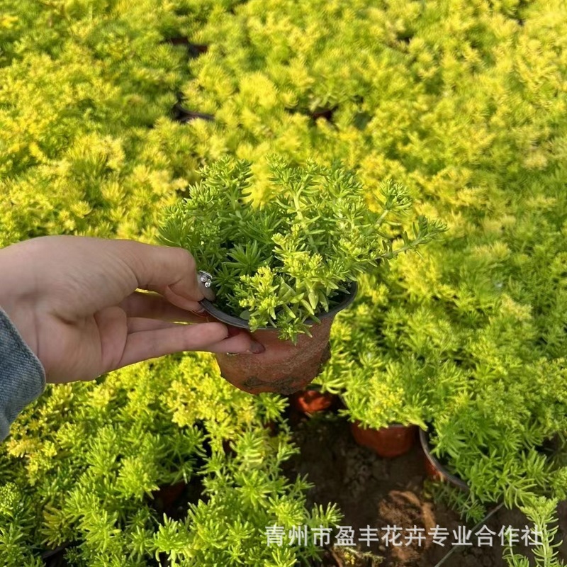 Buddha's Grass Wholesale Gold Leaf Buddha's Grass Green Leaf Buddha's Grass Gold Strip Ground Cover Landscaping Cup Potted Perennial Florals