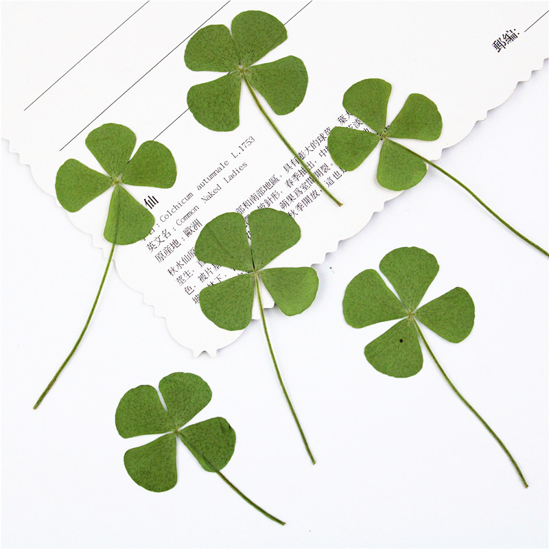 Четырехлистный клевер Сухие цветы DIY материал Растение Тисненный образец настоящего цветка Тисненная закладка Декор лица