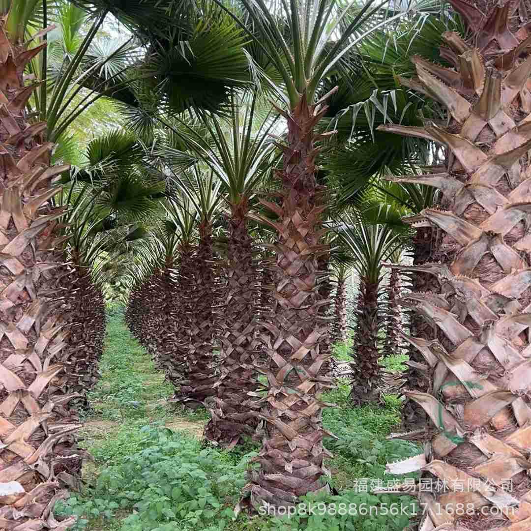 Fujian Huazhou Wholesale Jiangxi Old Man Palm Price Garden Greening Washington Palm Hubei Old Man Palm Tree