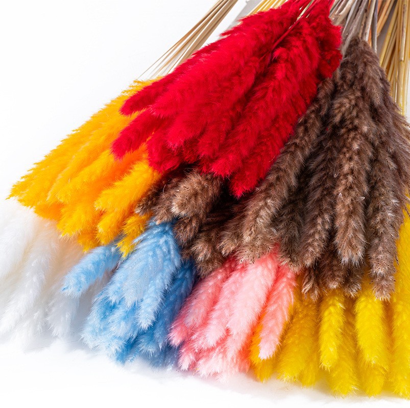 Pampas Grass Everlasting Flower Bouquet Wholesale Reed Grass Dried Flowers Pampas Flowers Fluffy Reed Dried Flowers