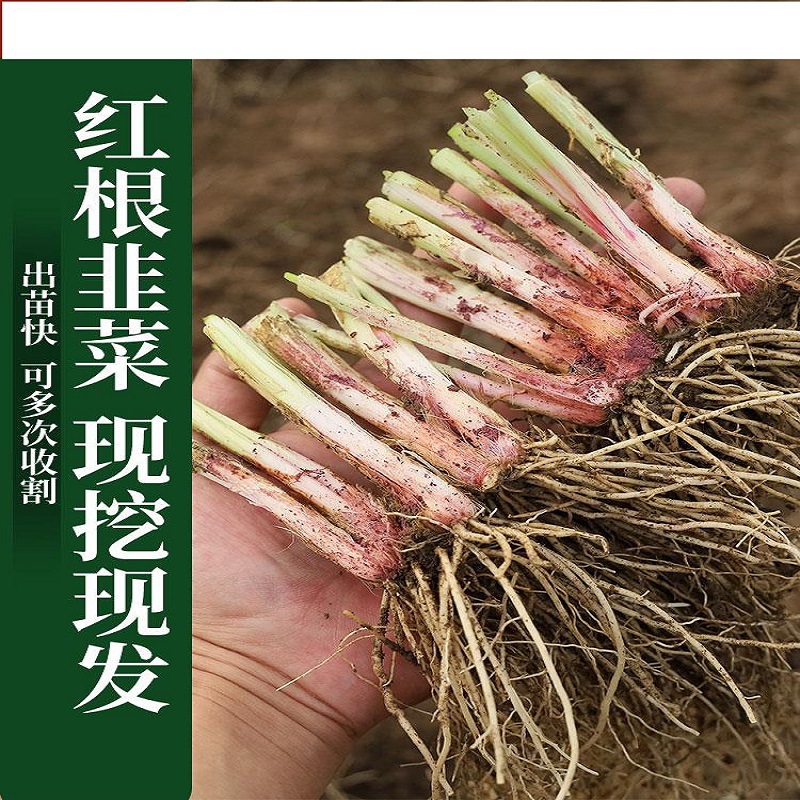 Freshly Dug Purple-Red New Leek Roots, Wide-Leaf Leek Seedlings, Indoor Balcony Four-Season Potted Large-Leaf Leek Roots, Courtyard Cold-Resistant