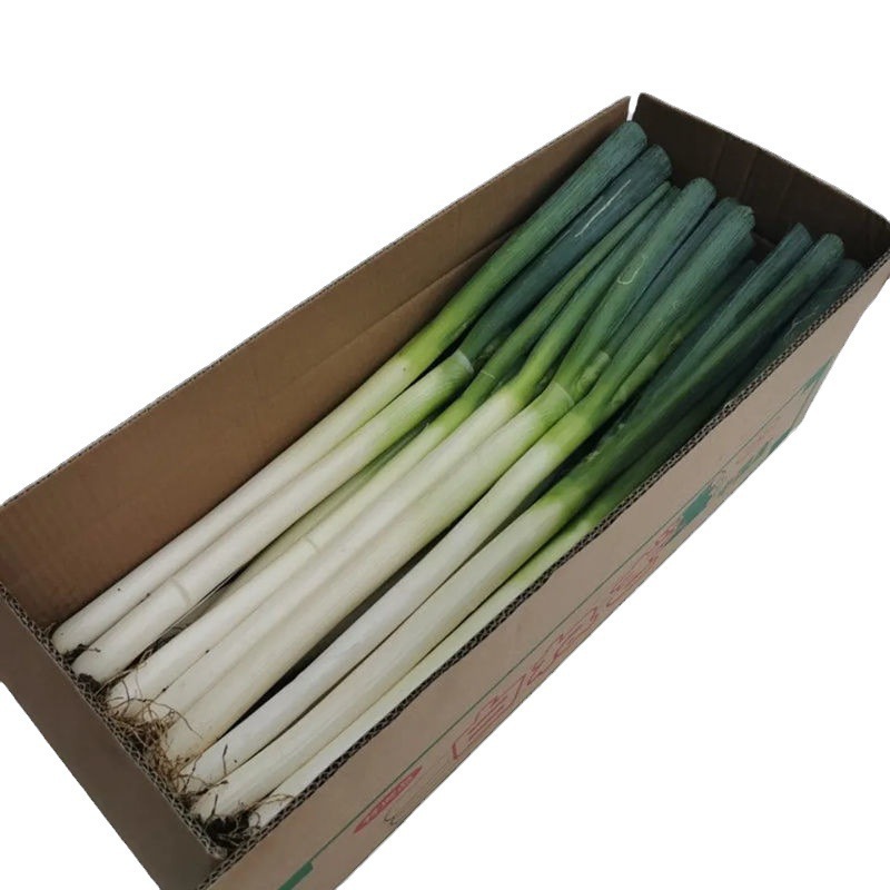 [Organic Certification] Free Shipping Shandong Green Onions Fresh Green Onions Scallions 1.5kg Freshly Digged Vegetables for Removing Fishy Taste and Seasoning