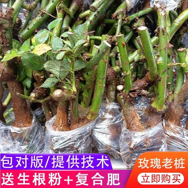 Саженцы роз старого пня для комнатного и уличного высаживания, цветы на балконе, легкие в уходе саженцы и растения роз на все сезоны