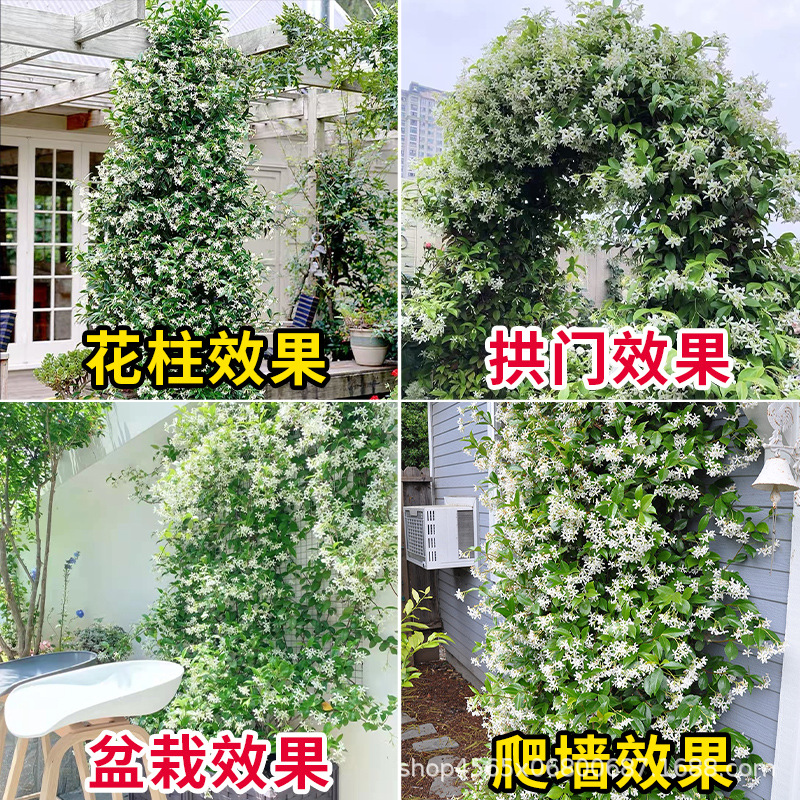 Windmill Jasmine Vine Plant with Flowers, Strong Fragrance Climbing Vine Seedling, Courtyard Balcony, Cold-Resistant and Easy to Grow Soil Plant