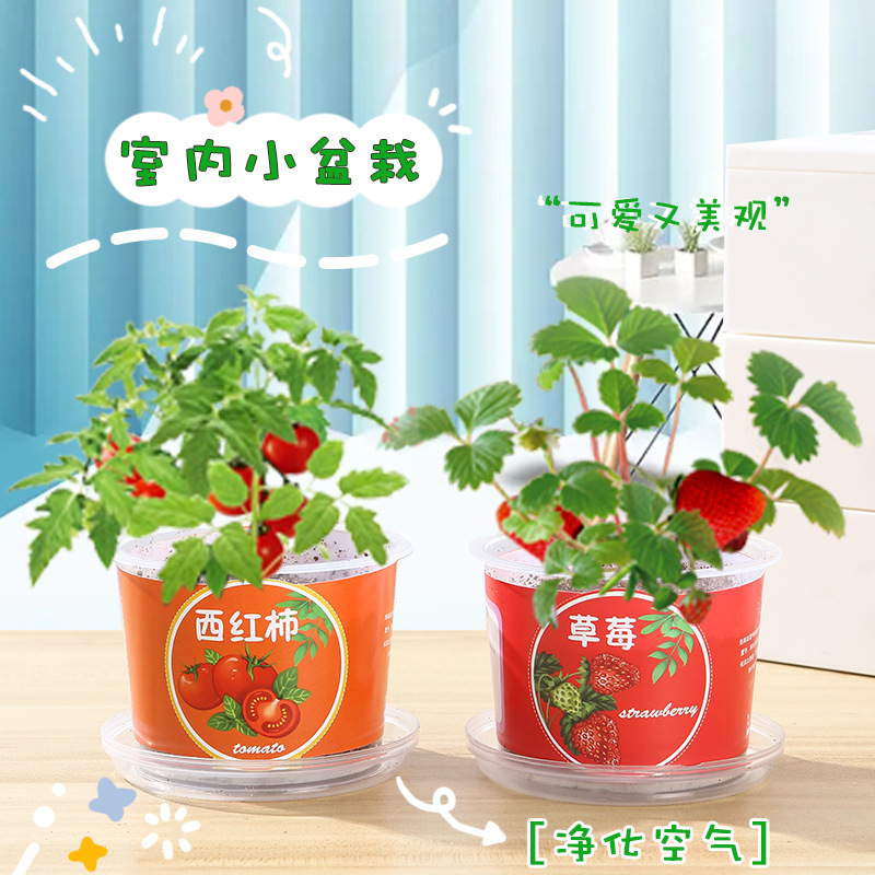 Creative Kidsren's Fruit and Vegetable Small Potted Plants Student Mini Desktop Potted Plants Kindergarten Science Experiment Fruit and Vegetable Planting Cup
