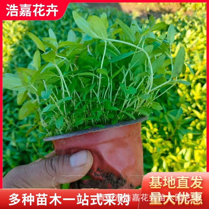 Nasturtium Seedling Base Wholesale Park Garden Potted Ornamental Florals Wetland Greening Aquatic Nasturtium Seedlings