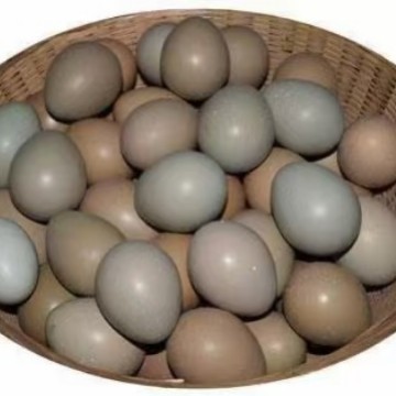 Fresh Wild Eggs, Colorful Mountain Eggs, Colorful Wild Eggs, Mountain Eggs, Whole Box Wholesale