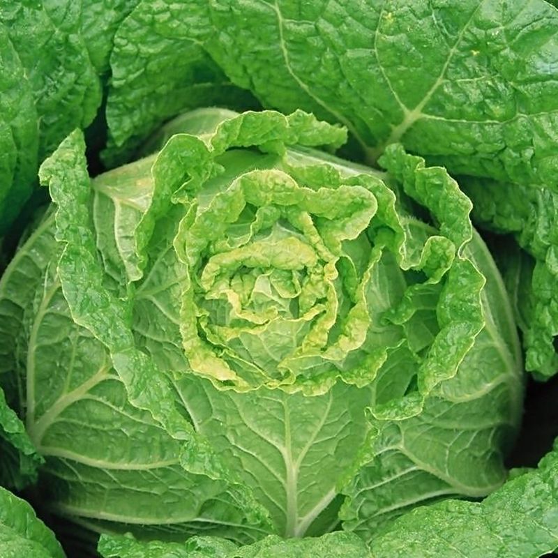Shandong Cabbage Fresh Vegetables Can Be Used to Make Spicy and Sour Cabbage, Pickled Cabbage, Hot Pot, Farm-Style Jiaodong 2.5kg Pack 10