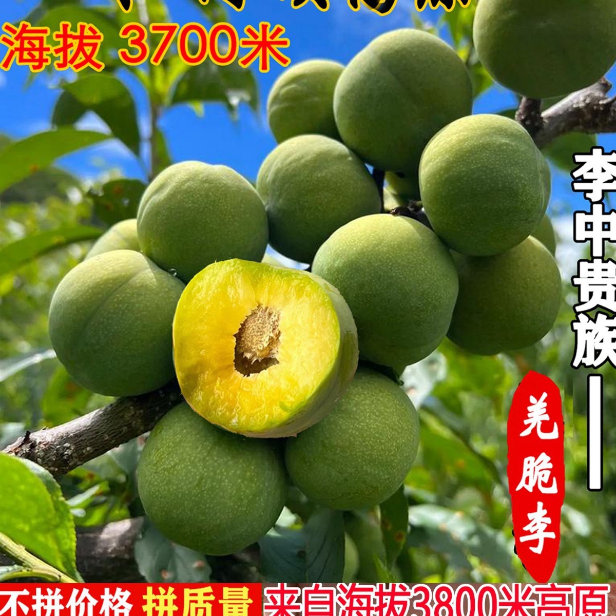 Fresh Fruit from Wenchuan, Sichuan: Crisp and Sweet Plums, Boneless Plums, Candied Plums, Suitable for Pregnant Women, 2.5kg Pieces, Free Shipping with Sf Express
