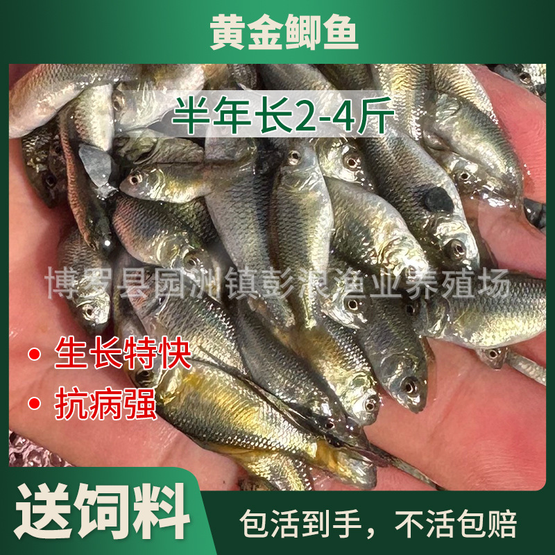 [Seedling Farm Direct Supply] Crucian Carp Fry Northeastern Crucian Carp Xiangyun Crucian Carp Fry Project Crucian Carp Fry Crucian Carp Water Flower
