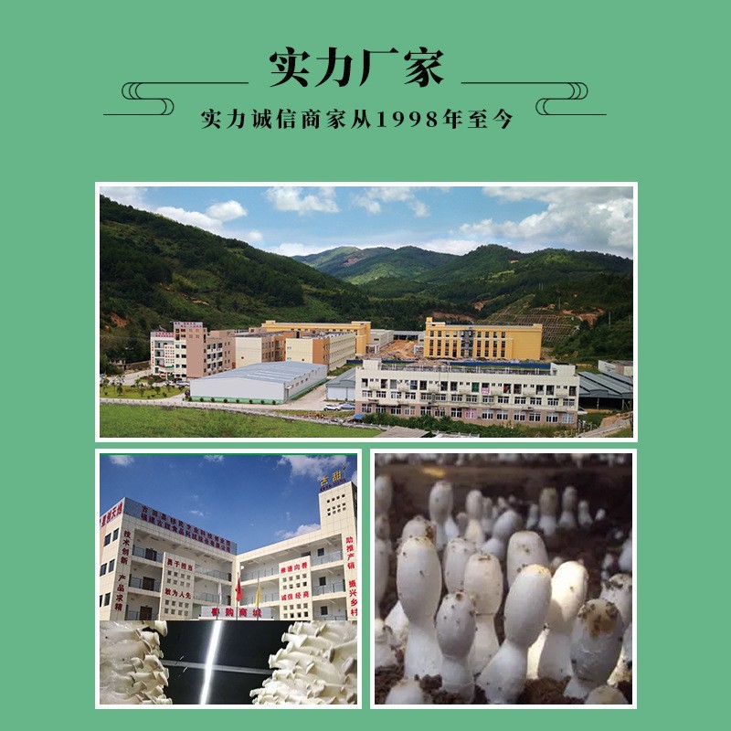 Wholesale of Dried Chicken Leg Mushrooms 1kg, New Star of Mushrooms, Dried Chicken Leg Mushrooms, Wholesale of Various Edible Fungi