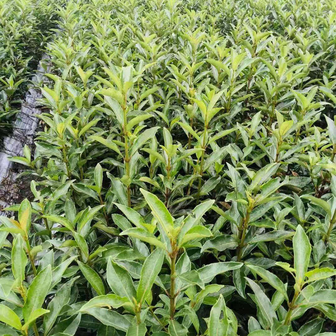 Саженцы французского падуба для живой изгороди, морозостойкие