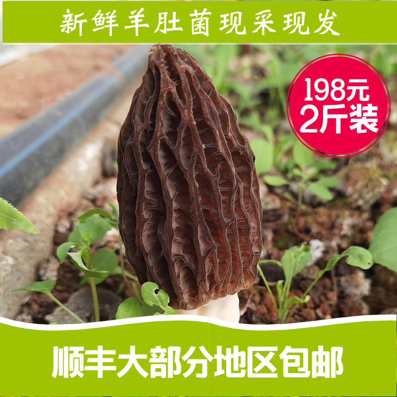 Свежие сморчки 2 цзин 1000г упаковка Юньнань плато свежие товары вареные для хот-пота свежая еда доставка поштучно