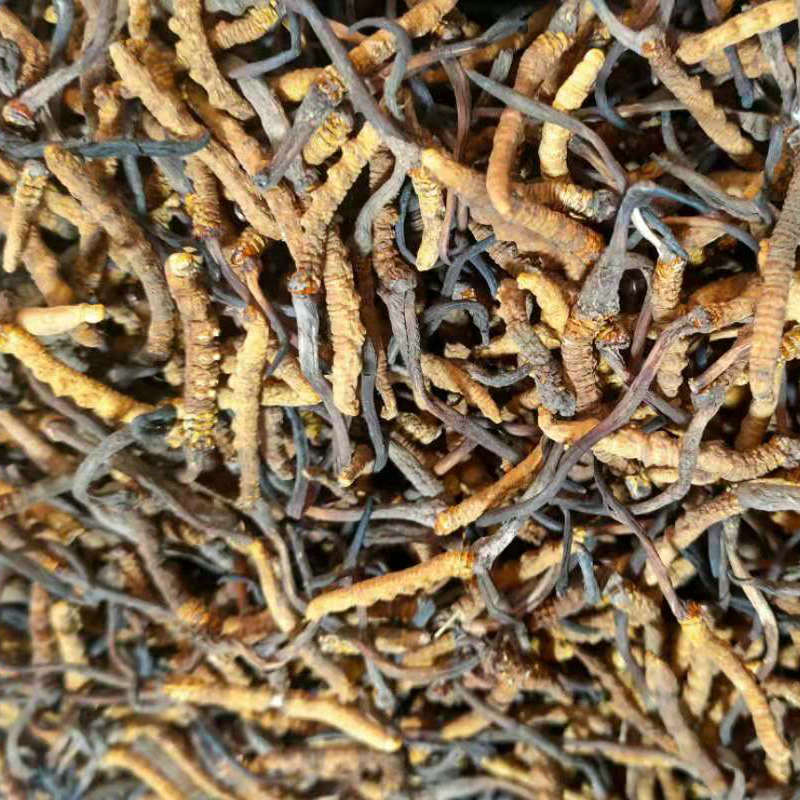 Xizang Naqu Cordyceps sinensis new goods Xizang Cordyceps sinensis all dry without root breaking multi-specification late in stock