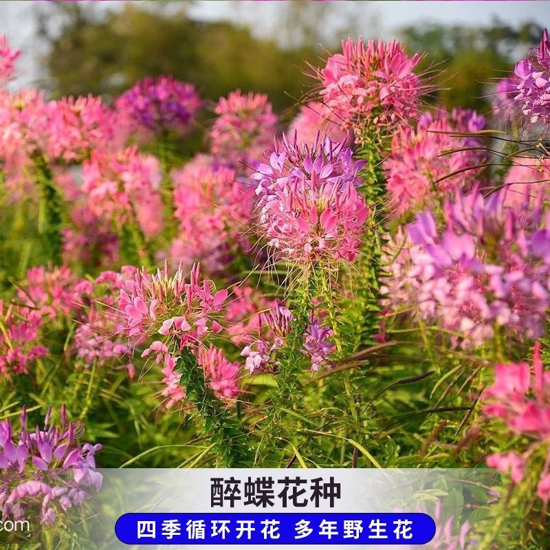 Mixed-Color Butterfly Pea Seeds in Purple and Pink, Tall-Stemmed Flower Seeds, Easy to Grow in All Seasons, Suitable for Gardens and as a Nectar Source for Hummingbirds