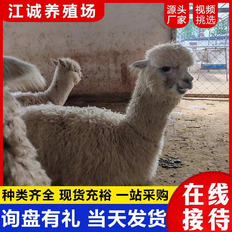 Alpaca Live Animals for Sale, Scenic Spot Ornamental Animals, Mythical Beasts, Grass Mud Horses, Live Alpacca Pets, Cute Little Alpacca
