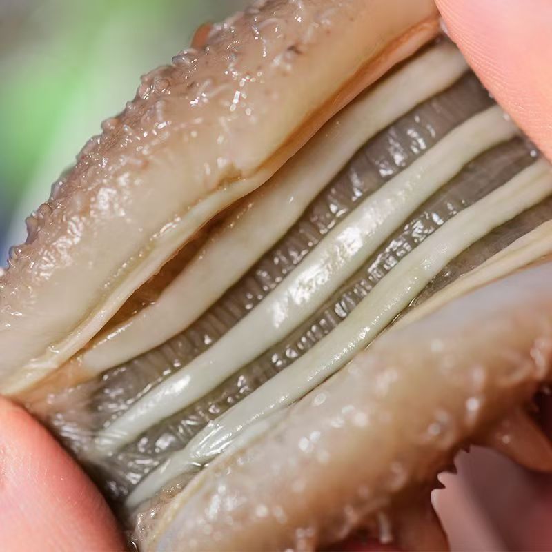 Hot-Selling Ready-To-Eat Sea Cucumber, Non-Dried, Fresh Sea Cucumber for Commercial Wholesale, Individually Packaged Fresh Sea Cucumber