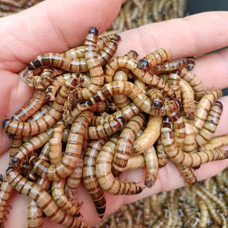 Barley Worm Live Protein Worm Arowana Painted Bird Food Yellow Powder Turtle Pet Lizard Earthworm Spider 1 Catties 500g
