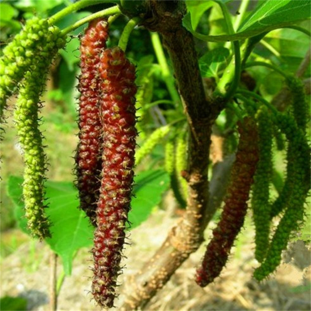Mulberry Saplings, Mulberry Saplings, Fruit-Bearing Mulberry Potted Plants, Ground Planting in the North and South, Chinese Black Mulberry Seedlings That Bear Fruit in the Same Year