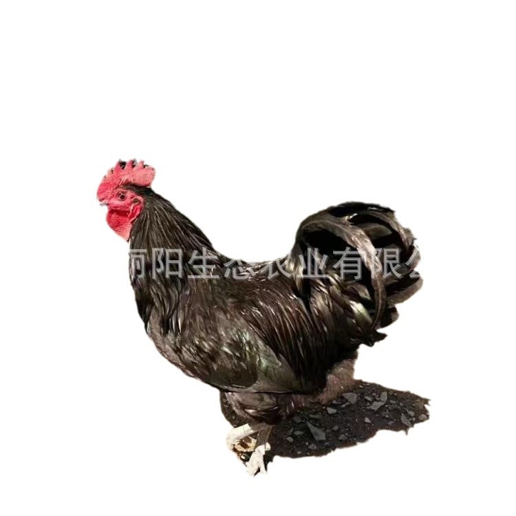 For Sale, Live Fast-Growing Black Chicken Chicks, Direct Sale from the Hatchery, Easy to Live and Easy to Raise, Free Technical Guidance on Breeding