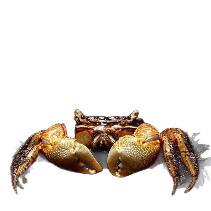 Crab, Chili Crab, General Crab, Ornamental Crab, Large Size, Cleaning, Algae Removal, Freshwater Crab, Ornamental Pet Desktop