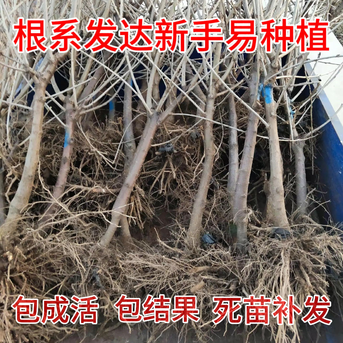 Cherry Saplings Balcony Southern Potted Northern Courtyard Ground Planting Dwarf Large Cherry Saplings Black Pearl Grafted Seedlings