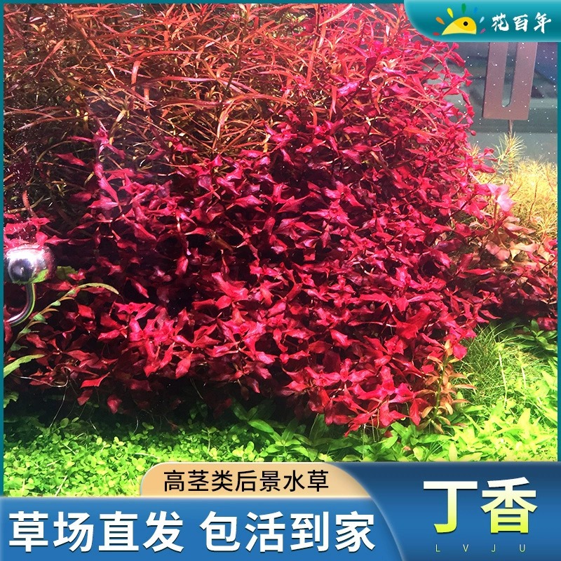 Фиолетовая сиреневая водная трава, реальное растение для аквариума, ландшафт для аквариума, зеленое растение для новичков и ленивых, трава для заднего плана