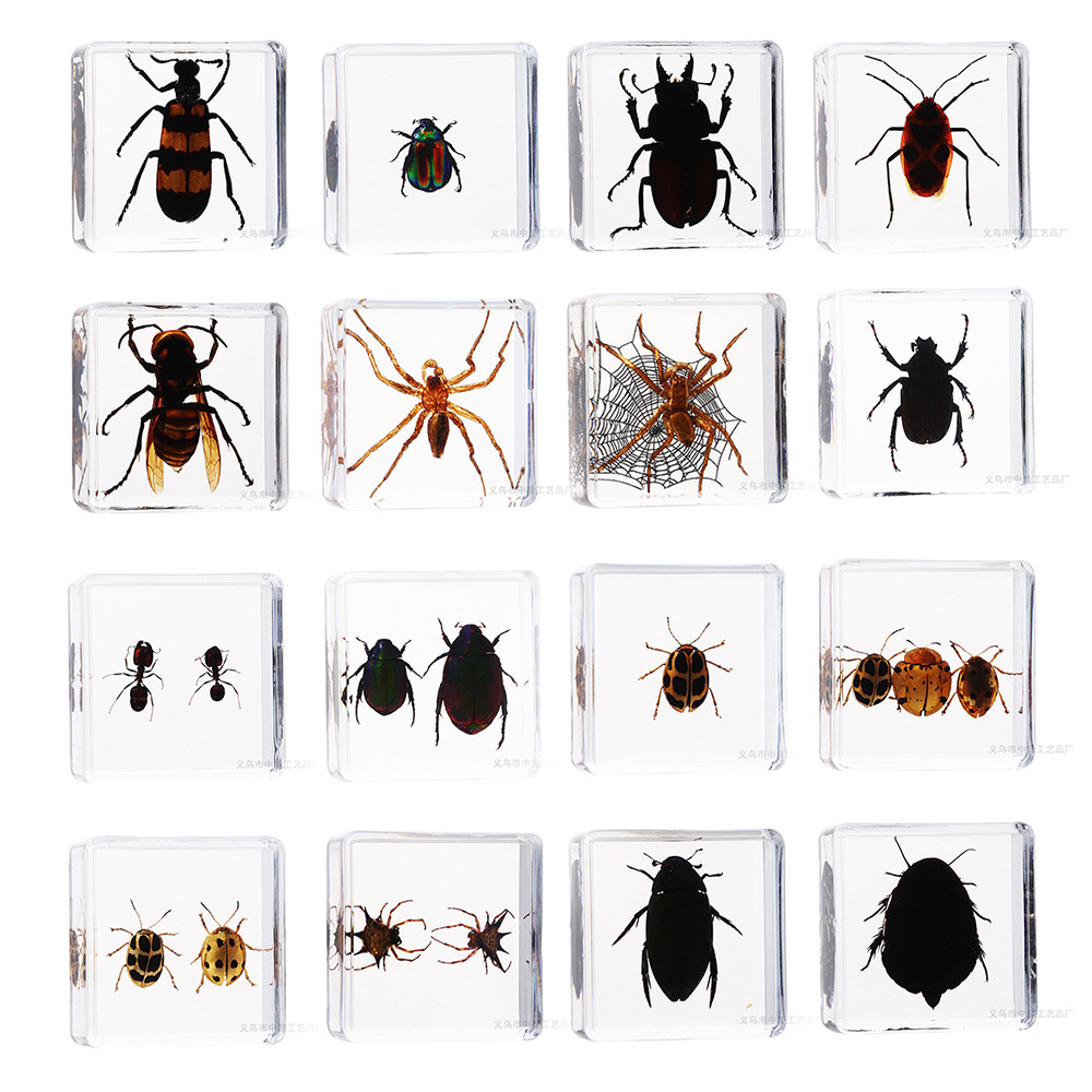 Vibrotype technology factory self-operated real insect specimen square high permeability resin embedded children's popular science toys