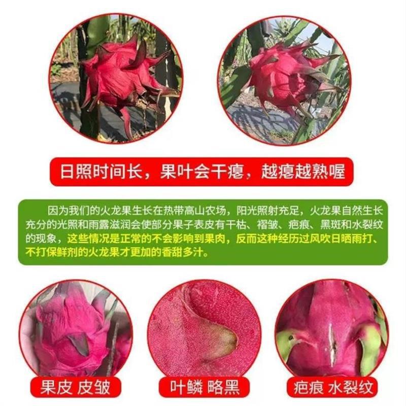 Guangxi Red Heart Pitaya Straight Hair Fruit Whole Piece Free Shipping Red Heart Pitaya Dropshipping