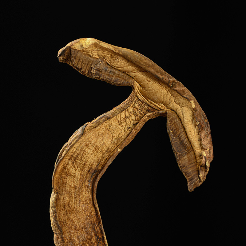 Yunnan Specialty Black Morel Mushrooms for Hot Pot Soup, Edible Black Wholesale Wild Mushrooms