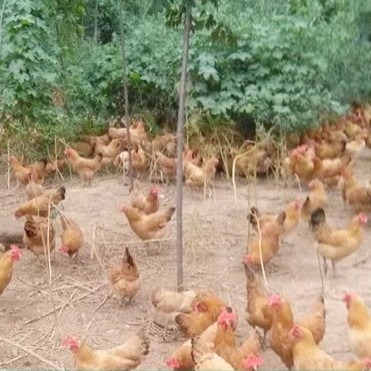 Wholesale Fresh Farm-Raised Free-Range Eggs, Grass-Fed Eggs, Free-Range Eggs, Pink-Shelled Eggs, Fresh Eggs, Firewood Eggs, Grain Eggs