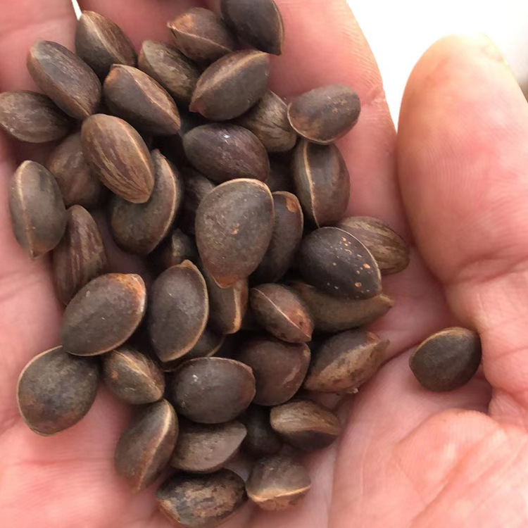 Сырые крупные шишки кедровых орехов Юннани в большом объеме для беременных женщин оригинальный вкус