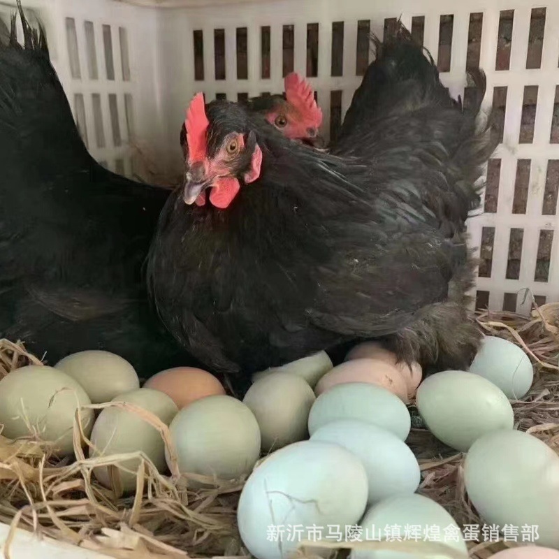 Large Wholesale of Fresh Green Shell Eggs, Green Shell Black Eggs, Green Shell Native Eggs, Green Shell Grass Eggs, Large Quantity and Excellent Price
