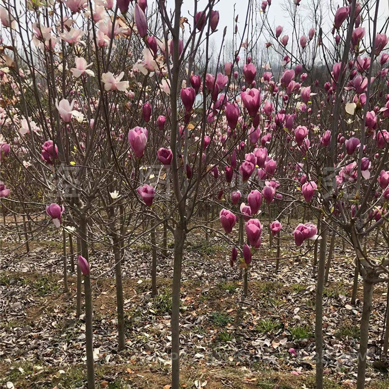 Magnolia Saplings Courtyard House Ornamental Trees Landscape Tree Engineering Greening Plants Red Magnolia White Magnolia Purple Magnolia