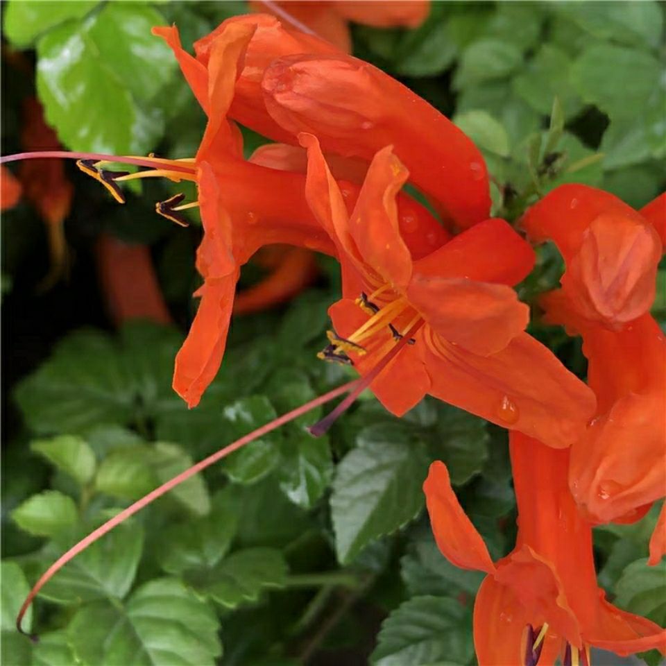Balcony Flower Pots with Hard-Barked Morning Glory, South African Annual Flowering Firecracker Flower, Four-Season Morning Glory