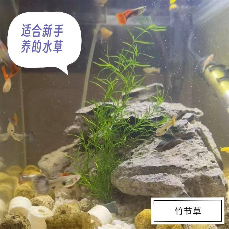 Bamboo Grass Indian Small Bamboo Centipede Grass Aquatic Plant Real Grass Fish Tank Aquatic Plant Landscaping Fish Grass Tank Novice Green Plant
