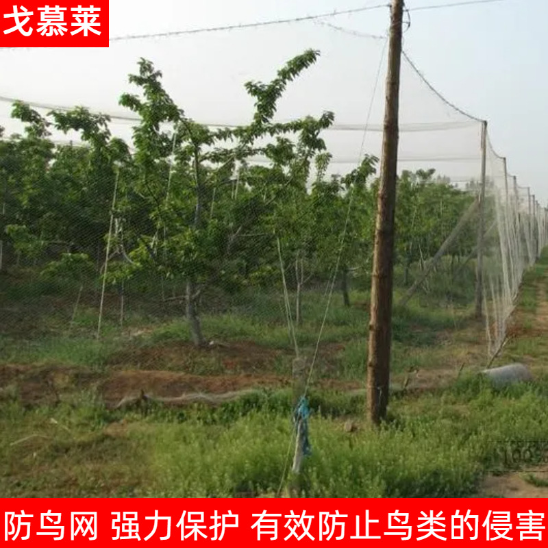 Orchard Anti-Bird Net, Farmland Pond Sky Net, Cherry Courtyard Green Plant Protection Net, Nylon Fishing Net