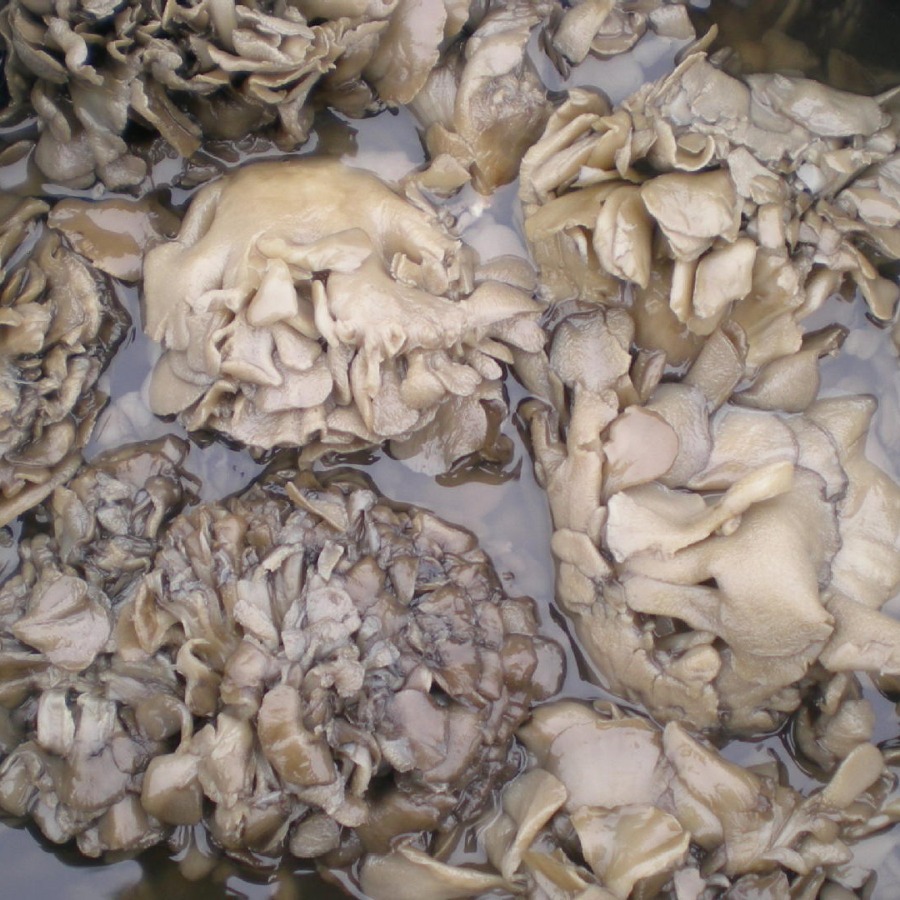 Salted Gray Tree Flower, Professional Cultivation Production Technology, Nutritious Hot Pot Soup and Cooking, Wholesale Manufacturer