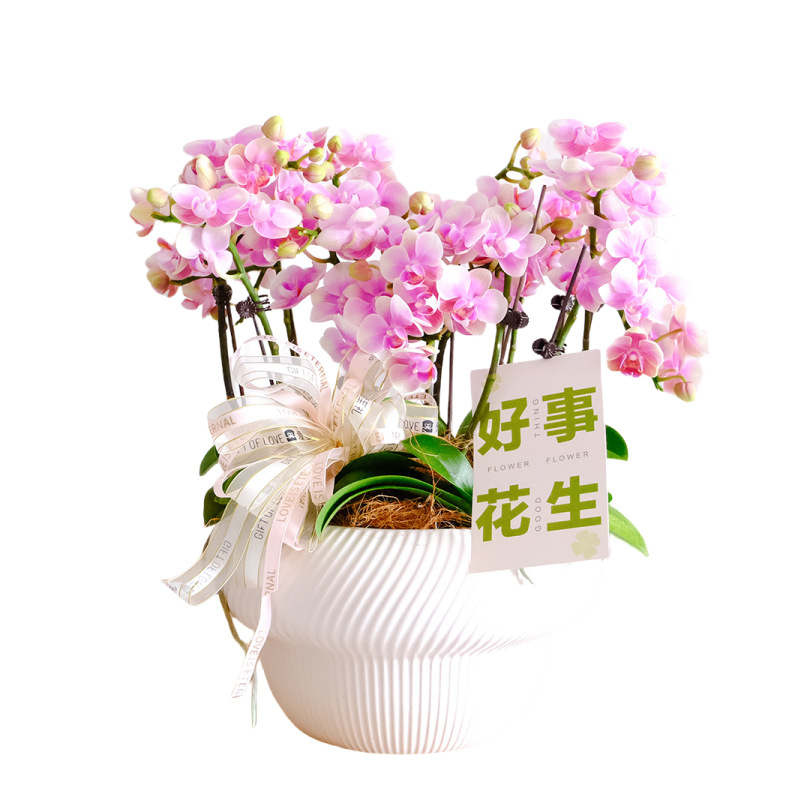 Phalaenopsis Potted Plant with Florals, Exquisite Orchid, Large Florals, Blooming in Winter, Living Room, Indoor Green Plants, Florals, Good for Feeding Flower Seedlings