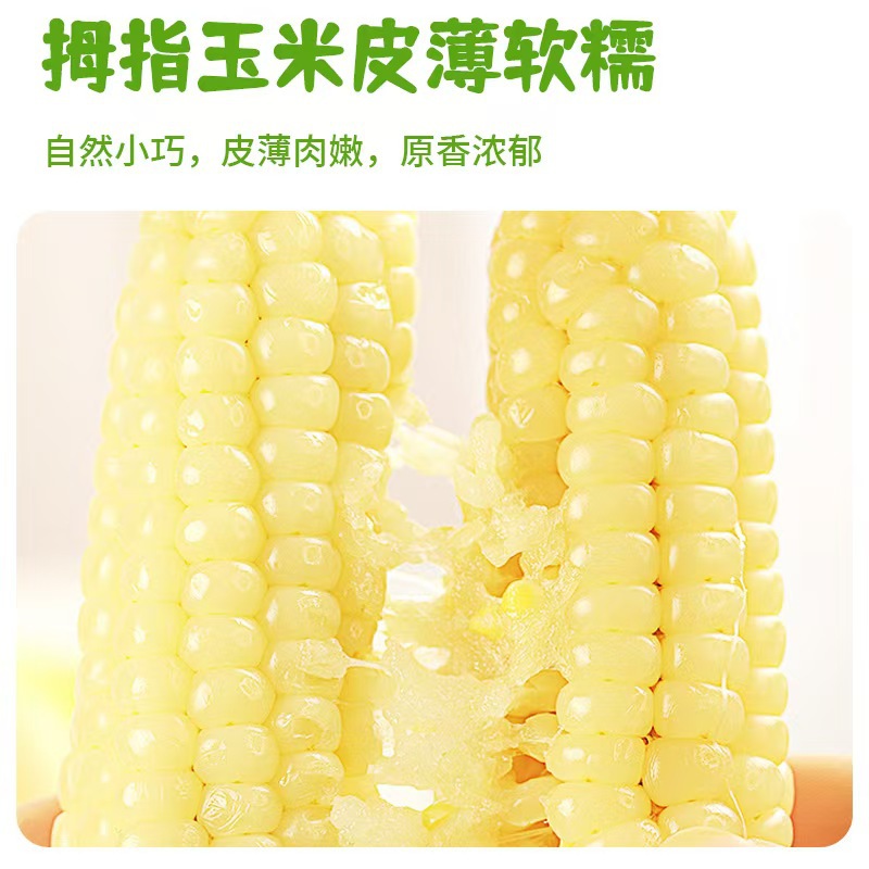 Four Seasons and Seasons Xishuangbanna Thumb Corn Fresh Soft Glutinous Low-Fat Meal Replacement Factory Wholesale Delivery