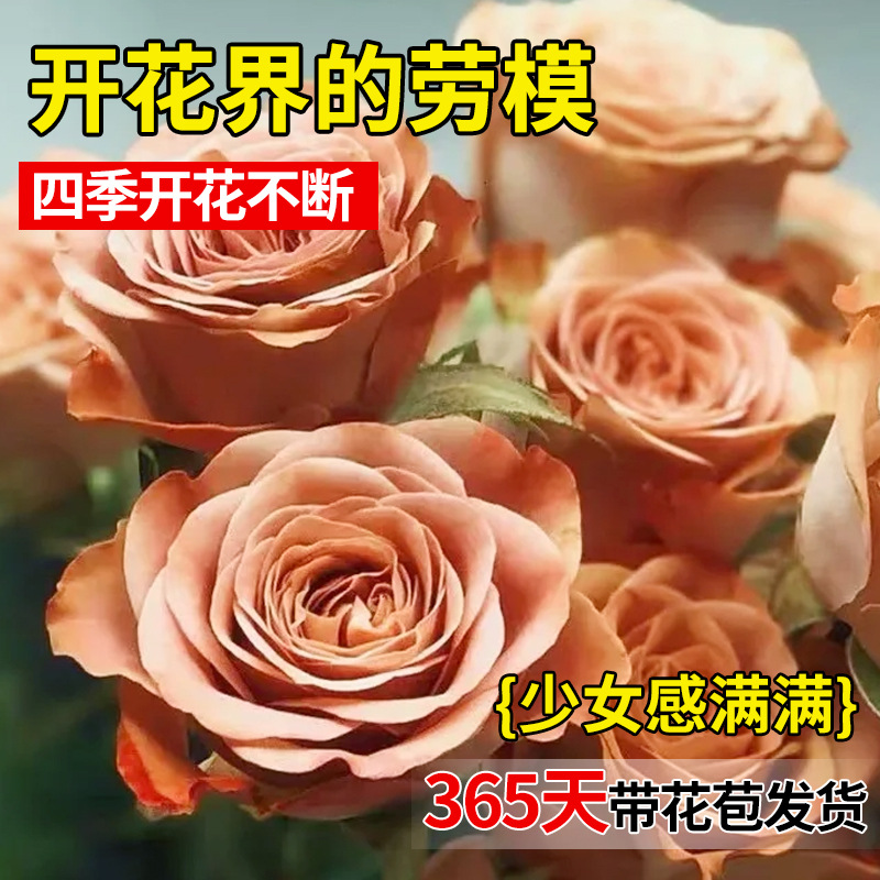 Cappuccino Rose Flower Potted Old Pile Chocolate Color Large Seedlings Blooming in All Seasons Balcony Courtyard Florals and Green Plants