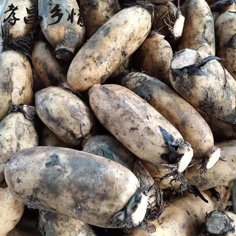 Fresh Lotus Root from Honghu, Fragrant and Glutinous, Hubei Specialty, Freshly Dug Nine-Hole Lotus Root with Mud, Suitable for Soup/Wholesale