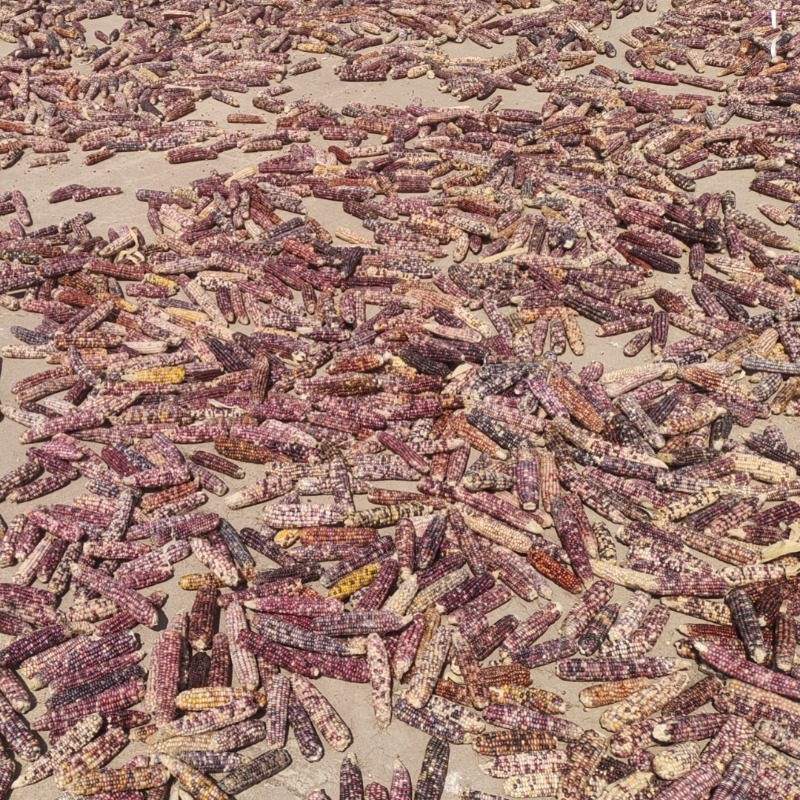 25-year-old seasonal mini corn hamster grinding teeth corn golden bear rabbit chinchilla flower twig mouse grinding teeth snacks